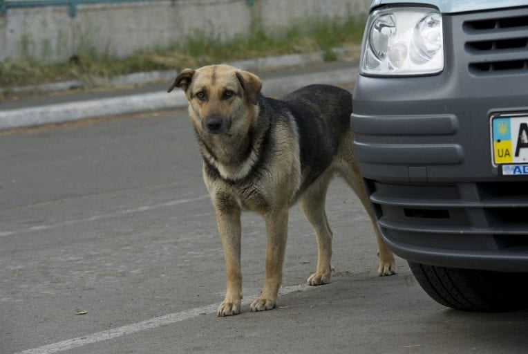Erfolgreiches Straßenhundeprojekt in Kiew (Ukraine) Mein Herz bellt