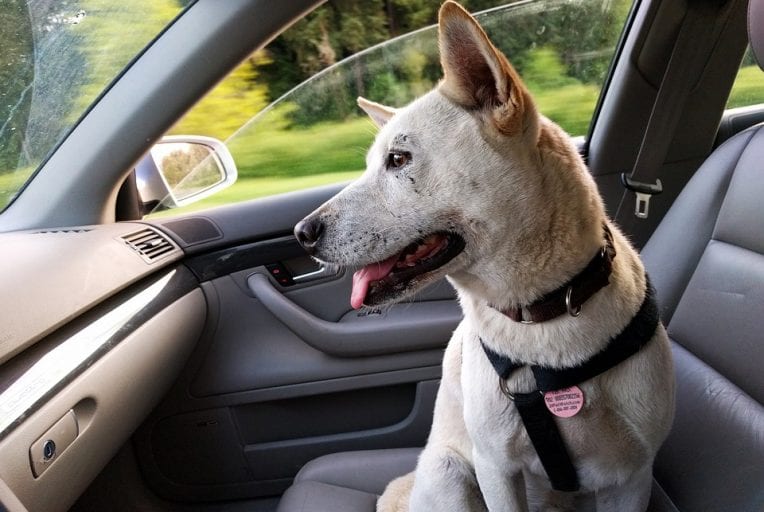 Anschnallen will gelernt sein: Hunde im Auto richtig sichern