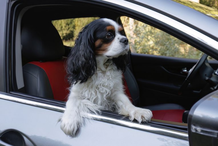 Autos können für Hunde zur tödlichen Hitzefalle werden!